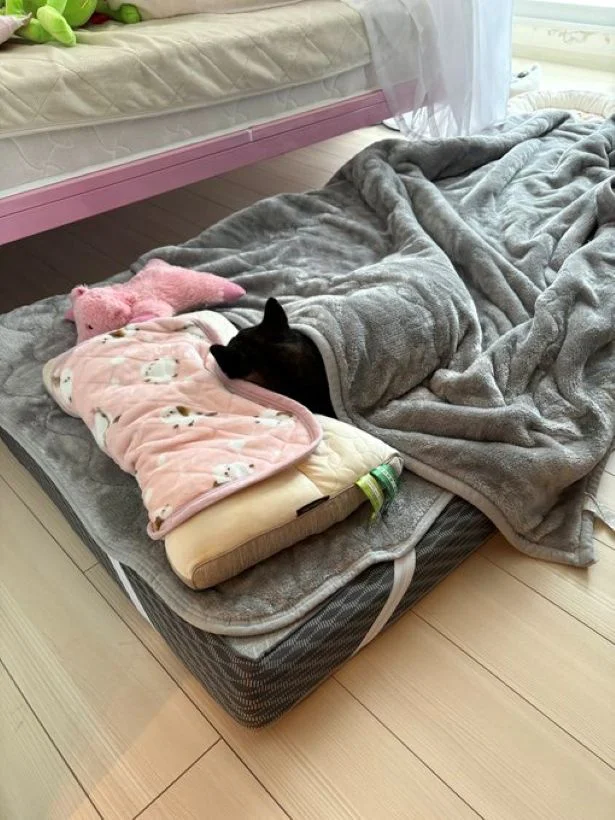 思わず添い寝したくなりますね▶あずきちゃんと一緒に寝ているのは…（⇒次へ）