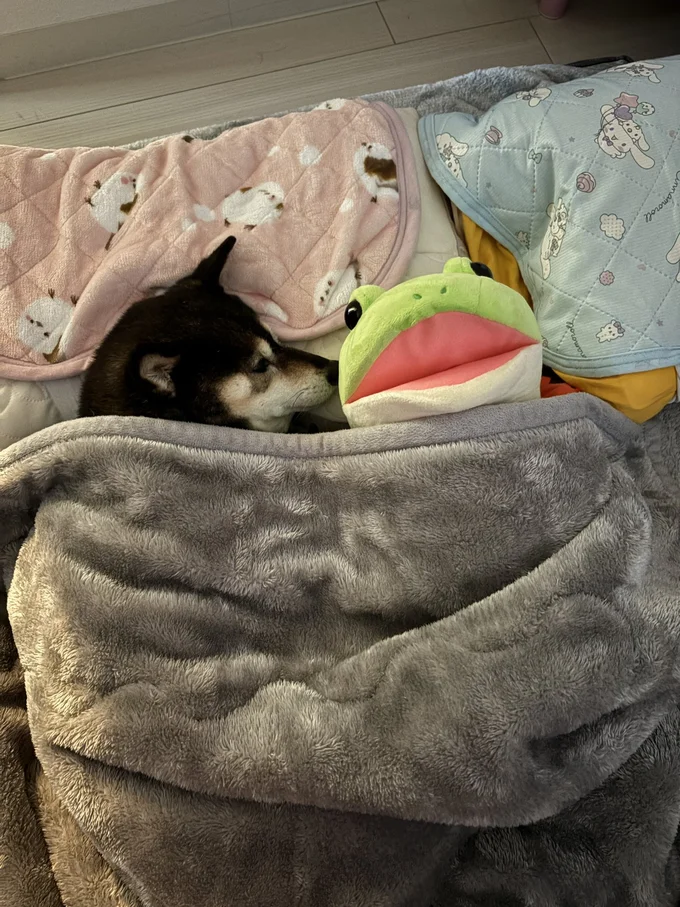 今日の添い寝はカエルちゃん♪▶布団をめくってみると…（⇒次へ）