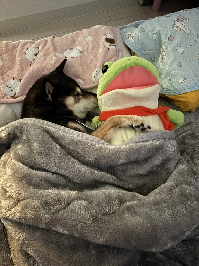 中身はこんな感じ▶可愛すぎるあずきちゃんの寝姿（⇒次へ）