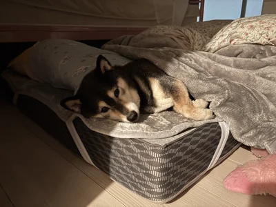 早く一緒に寝ようよ▶おかあさんの近くで、穏やかで幸せそうなあずきちゃん（⇒次へ）