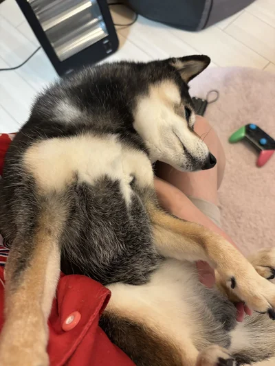 お膝の上も好きなんですね▶花ちゃんもおかあさんとツーショット（⇒次へ）