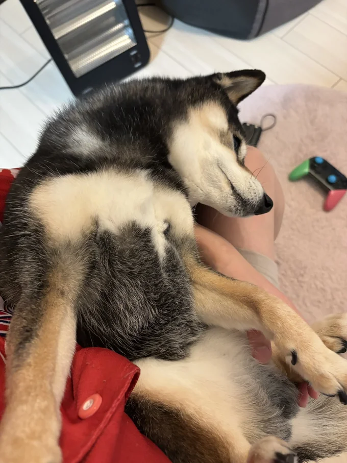 お膝の上も好きなんですね▶花ちゃんもおかあさんとツーショット（⇒次へ）