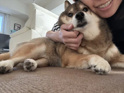 花ちゃんも嬉しそう♪▶おもちゃを大事大事する花ちゃん（⇒次へ）