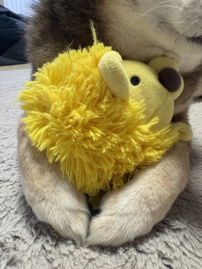 このお手手がたまらないですね▶ラグをキュッと手繰り寄せている花ちゃん（⇒次へ）