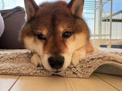 お目目もキュルキュル▶なでなでも嬉しそうな花ちゃん（⇒次へ）