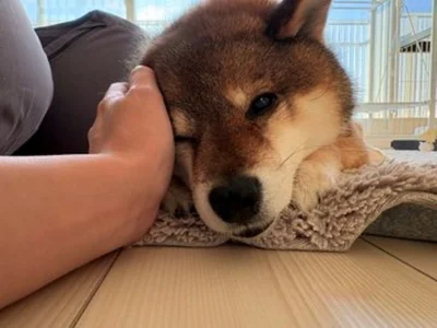 幸せそうな表情に癒されます▶ぽかぽか陽気の中まったりするあずきちゃんと花ちゃん（⇒次へ）