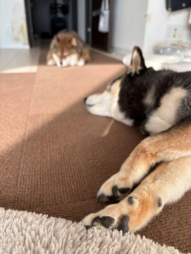 よく見ると、日差しを避けている！？▶それでも気持ちよさそうなふたり♪（⇒次へ）