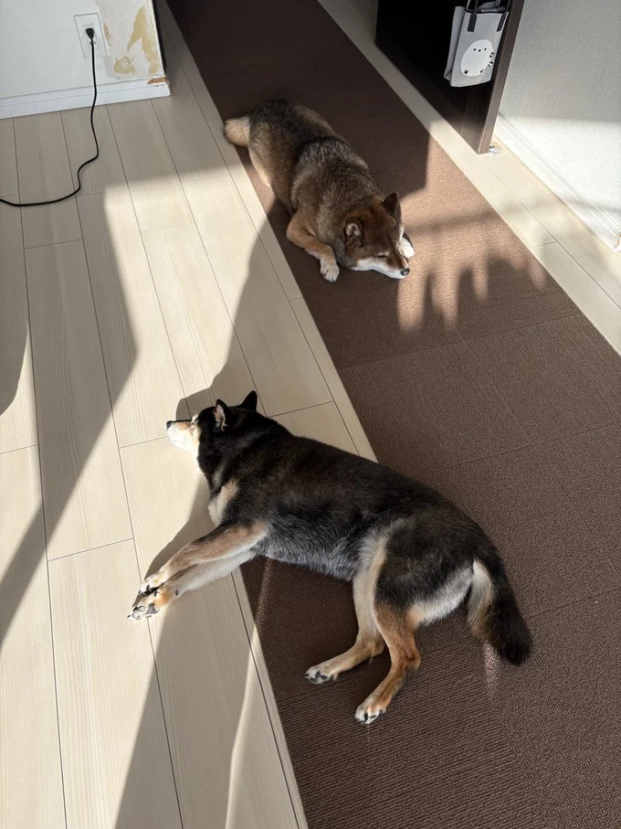 ちょうどいい距離感のふたり▶今日はクッションの上でねんね（⇒次へ）