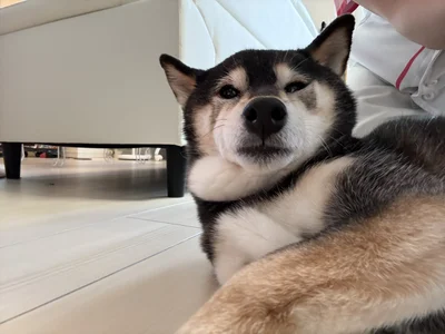 朝からモリモリ食べる花ちゃんをもの言いたげに見つめるあずきちゃん▶鬼のカチューシャをつけるあずきちゃん（⇒次へ）