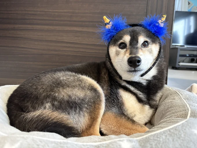 ジャストサイズ！？似合っていますね▶鬼のカチューシャをつける花ちゃん（⇒次へ）