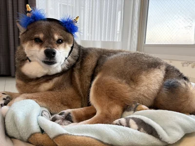 カチューシャがもふもふに埋もれてかわいい♡▶つかず離れずのいい距離感（⇒次へ）