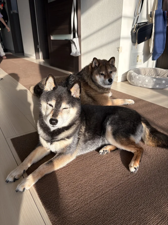 良き相棒のふたり♪▶娘さんに甘える花ちゃん（⇒次へ）
