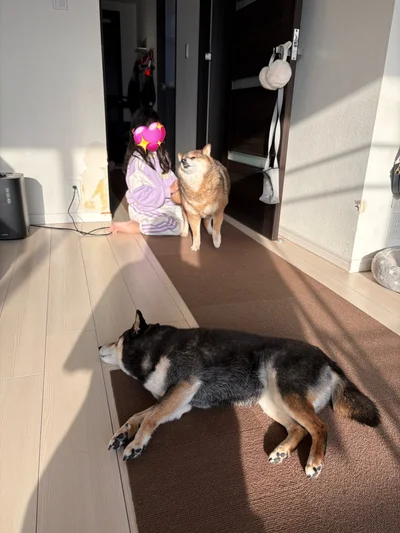 あずきちゃんと花ちゃんと娘さん、仲良し家族集合！（⇒次からは、いつだって予想の斜め上をいく、マイペースな柴犬との最高な日常を描いた『柴犬ぽんちゃん、今日もわが道を行く2』が読めます）