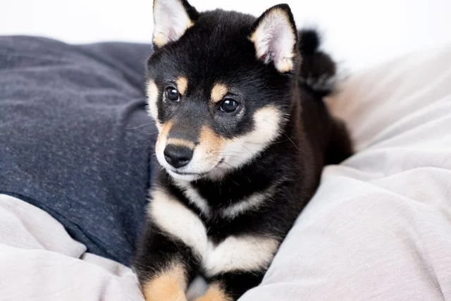 これはもう完全に人…布団で眠る愛犬の姿に「寝相が良すぎる」「隣で寝たい」