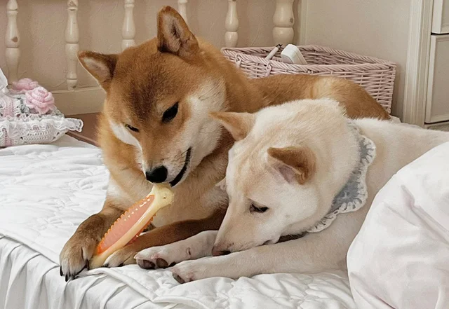 「顔に座る価値観すごくてびっくり」 絶妙な表情の柴犬達