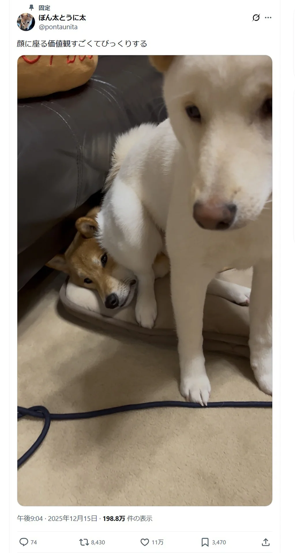 顔に座る価値観すごくてびっくり」 絶妙な表情の柴犬達 - レタスクラブ