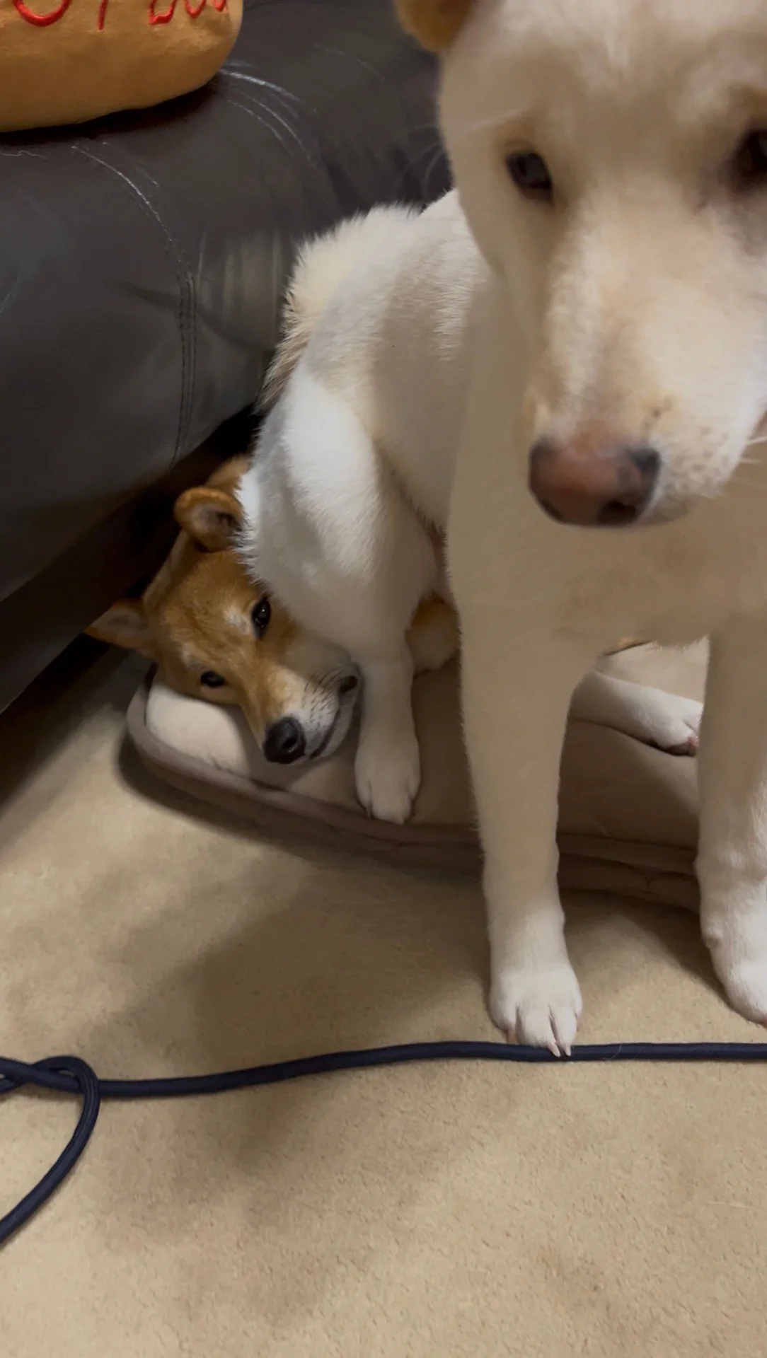 顔に座る価値観すごくてびっくり」 絶妙な表情の柴犬達 - レタスクラブ