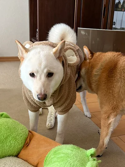 ぽん太くんからの入念なニオイチェックを受けるうに太くん▶ただいま～（⇒次へ）