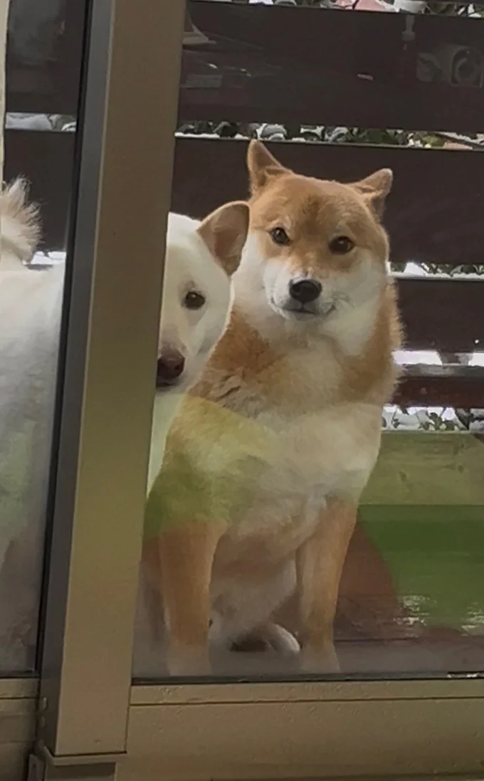 雪を見てきたぽん太くんとうに太くん▶まだおねむの顔（⇒次へ）