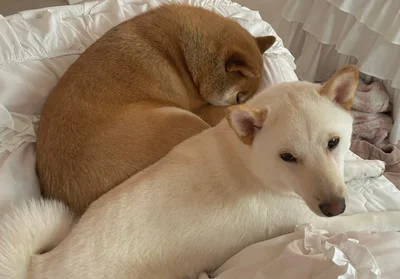 起きるものとまだ眠いもの▶ふわふわふかふか…（⇒次へ）