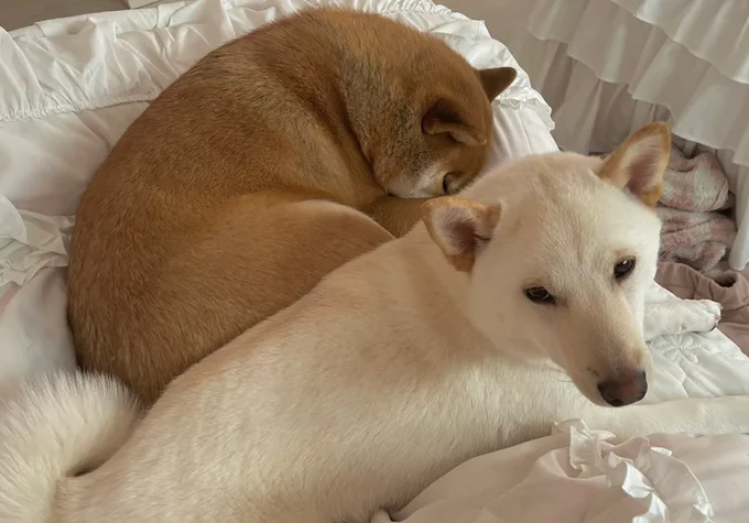 起きるものとまだ眠いもの▶ふわふわふかふか…（⇒次へ）