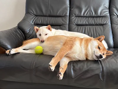 最高級犬まくら▶仲良し2匹（⇒次へ）