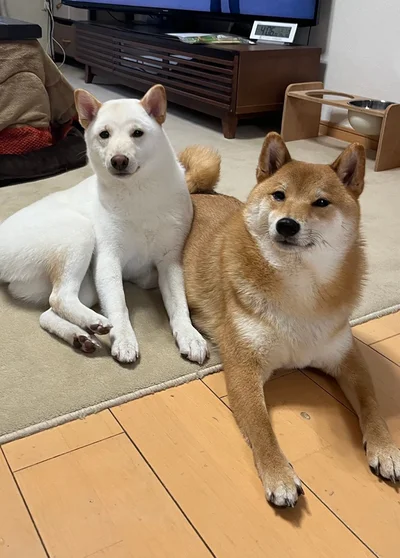 ぴっとり寄り添う▶同じ服を着て…（⇒次へ）