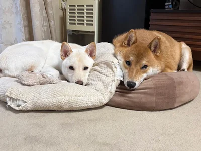 耳の形も一緒！▶ほっこり♪（⇒次へ）