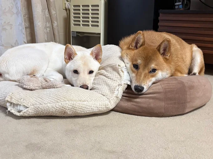 耳の形も一緒！▶ほっこり♪（⇒次へ）