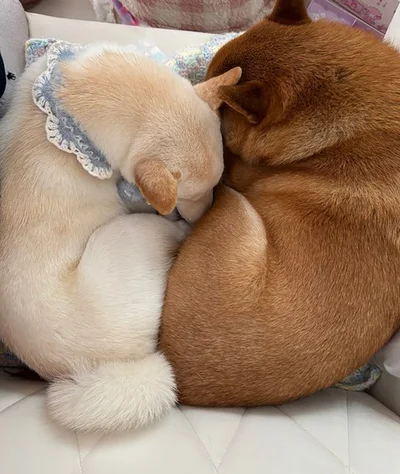 寄り添って眠るぽん太くんとうに太くん▶大好きな証！（⇒次へ）