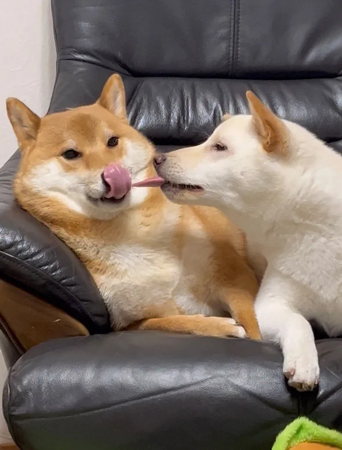 親愛のぺろーん▶良い位置に…（⇒次へ）