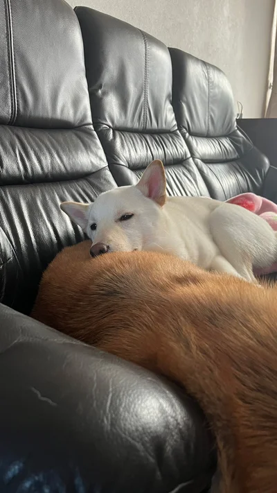 ぽん太くんに顎を乗せてまどろむうに太くん▶笑顔100点！（⇒次へ）