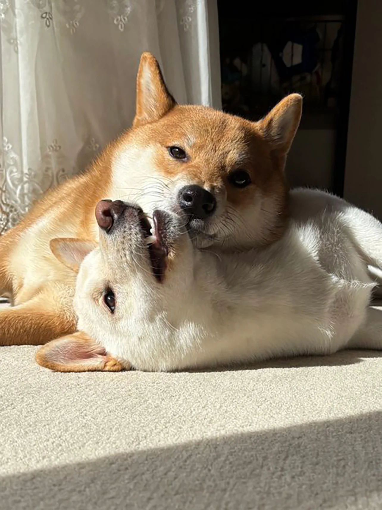 顔に座る価値観すごくてびっくり」 絶妙な表情の柴犬達（画像15/53