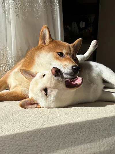 不意打ちのがぶっ！▶チルタイム（⇒次へ）