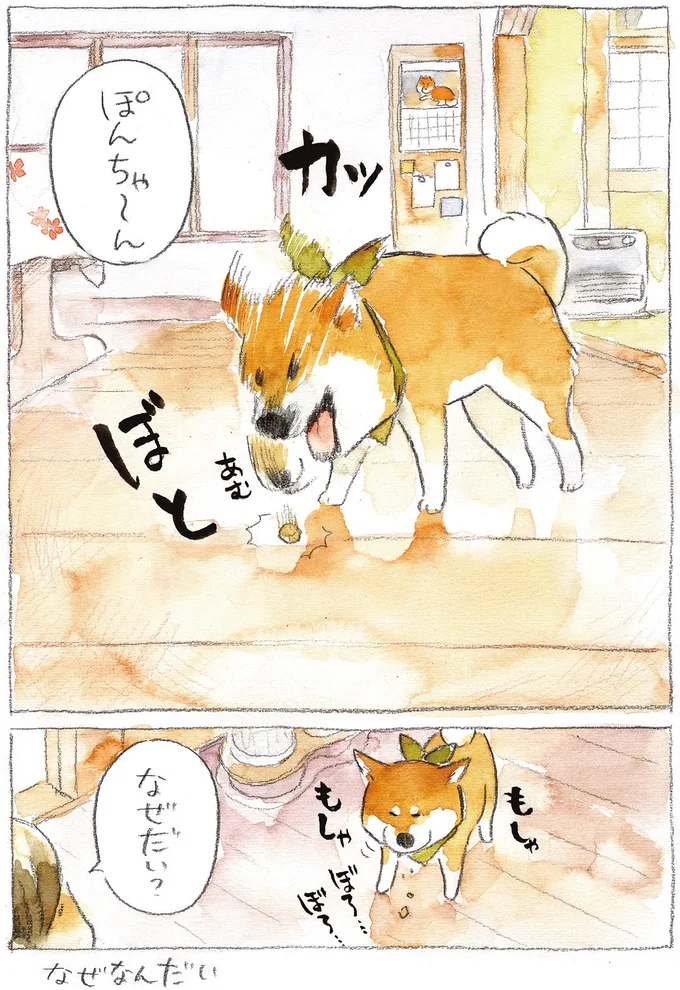 『柴犬ぽんちゃん、今日もわが道を行く2』より
