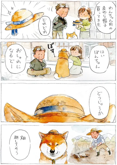 『柴犬ぽんちゃん、今日もわが道を行く2』より