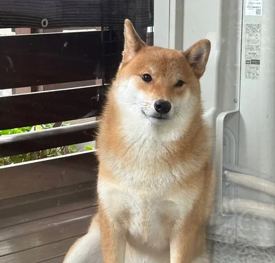 穏やかな表情のぽん太くん▶（次画像から「可愛すぎる」「癒される」とSNSで大バズりの柴犬ぽんちゃんのイラスト日記『柴犬ぽんちゃん、今日もわが道を行く2』が読めます）