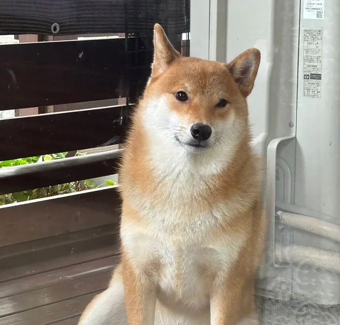 穏やかな表情のぽん太くん▶（次画像から「可愛すぎる」「癒される」とSNSで大バズりの柴犬ぽんちゃんのイラスト日記『柴犬ぽんちゃん、今日もわが道を行く2』が読めます）