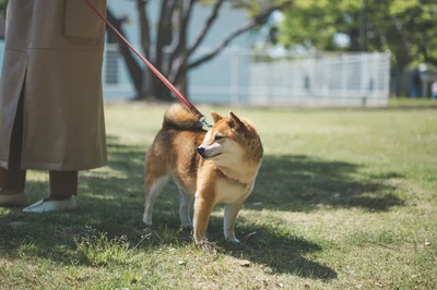 散歩する柴犬（⇒次へ）