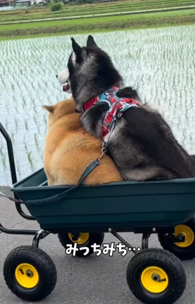 カートの中はみっちみち▶降りて欲しいんだけど…（⇒次へ）