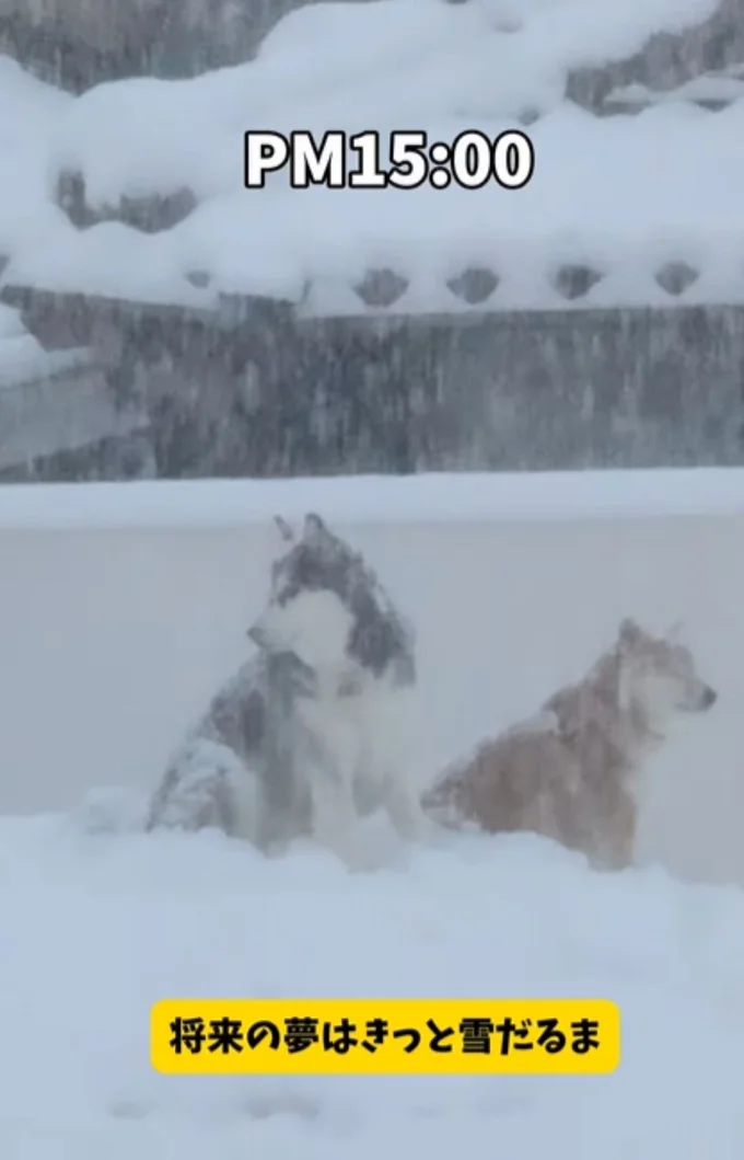 大雪の中たたずむ2匹▶ハスキーの遊びが凄すぎる（⇒次へ）