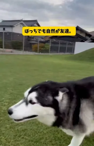 新幹線のような勢いで走り去る“おこめくん”▶足の長さが足りなくて…（⇒次へ）