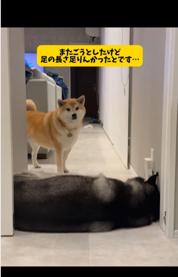 またいで移動したいけど、できなくて呆然▶もはやお手のもの！？（⇒次へ）