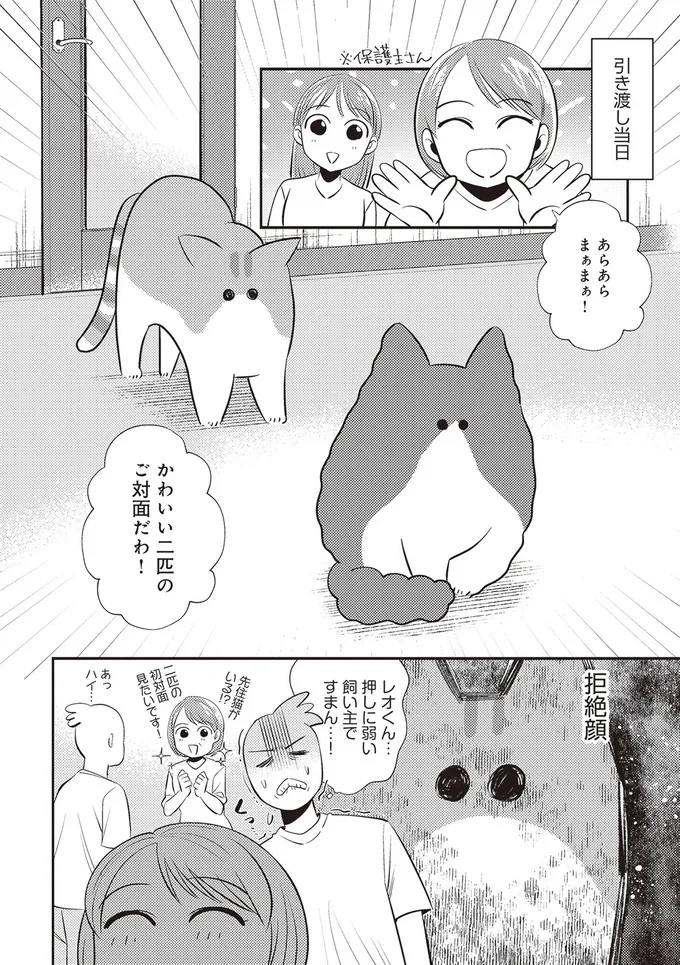 「レオとシロウのドタバタ猫日記」より