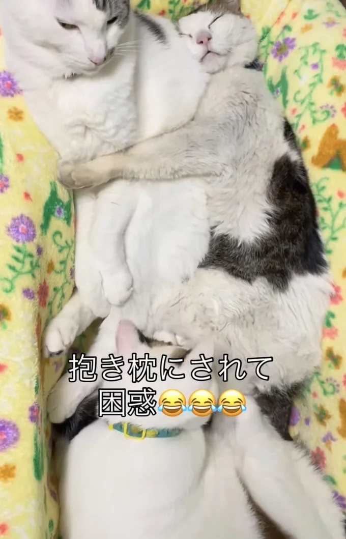 寄り添う3匹（⇒次へ）