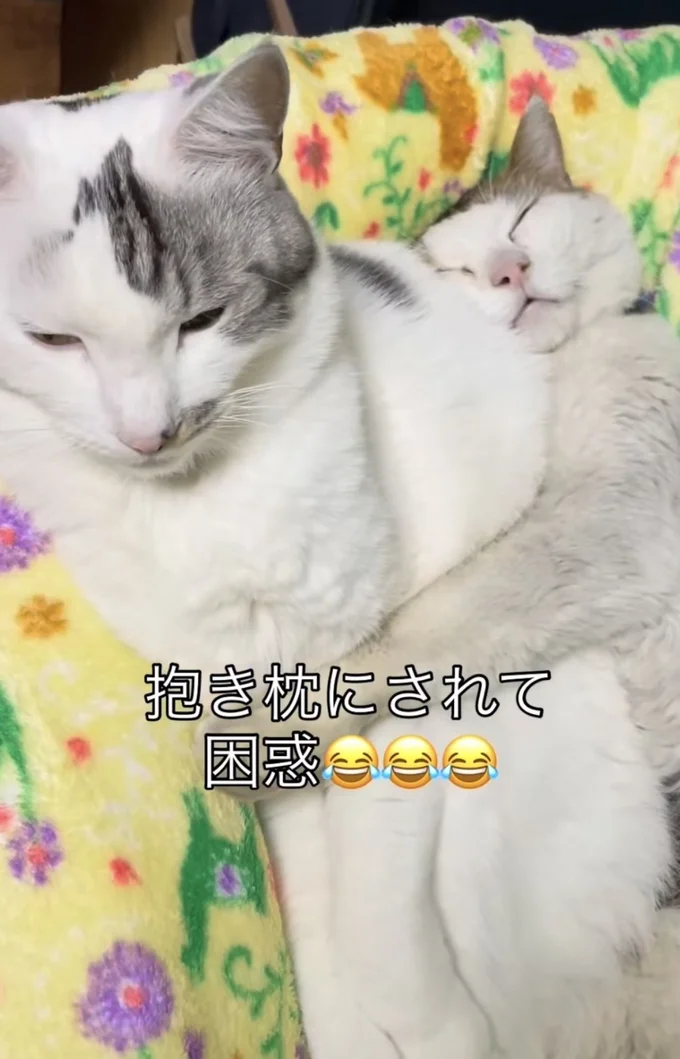 困惑した表情を見せる猫ちゃん▶仲良し3匹の日常は…（⇒次へ）