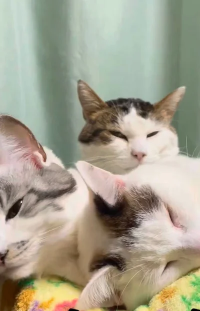 いつも寄り添っている▶たまにはケンカも…（⇒次へ）