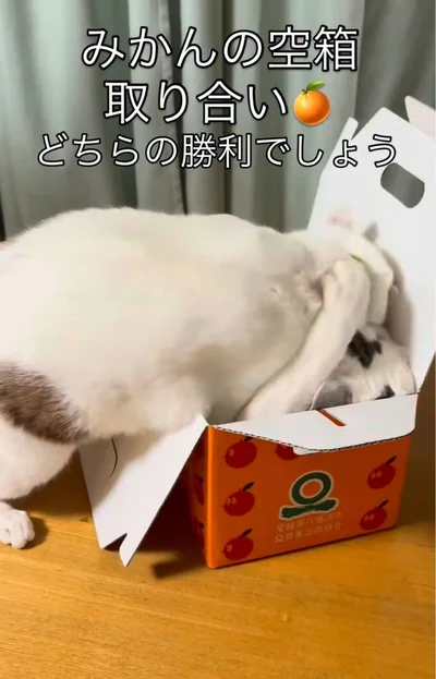 箱の取り合い▶どちらが勝つかな！？（⇒次へ）