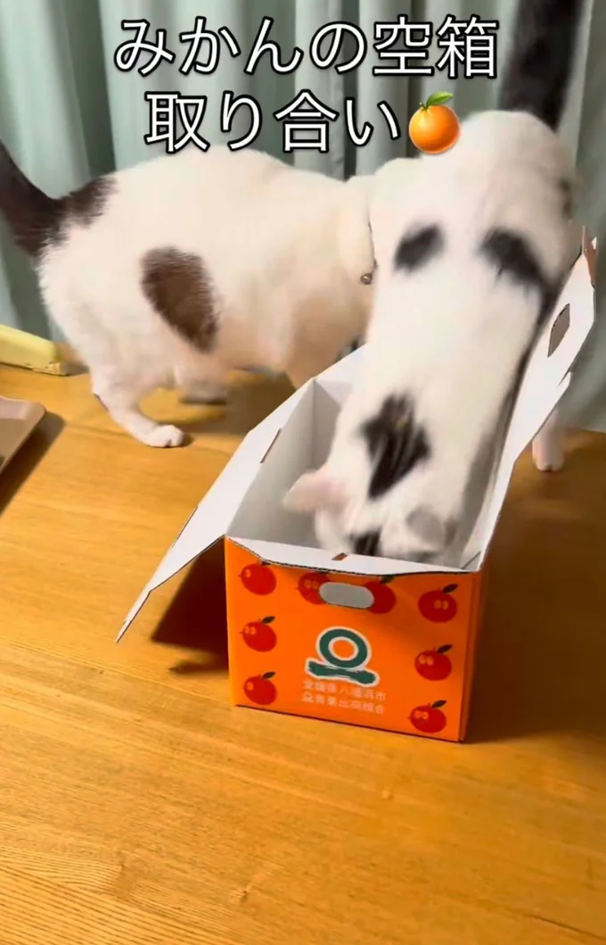 譲れにゃい戦いがある▶もみくちゃの末…（⇒次へ）