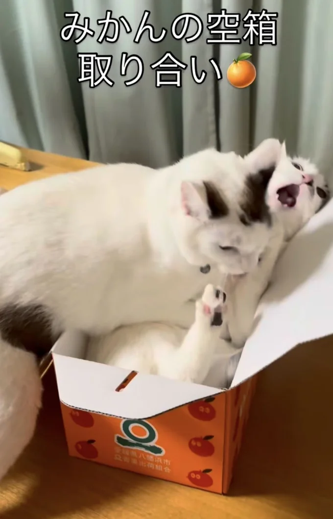 勝者「ごましおくん」▶先住犬を見て育ったので…（⇒次へ）